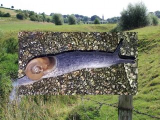 Halfnaakte roofslak voor het eerst gezien in Nederland