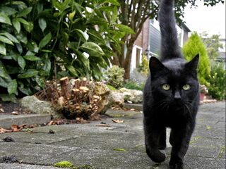 ‘Huiskatten naar buiten laten is illegaal’