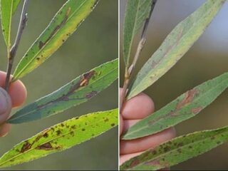 Nieuw mini-vlindertje in Nederland: wilgenmineermot