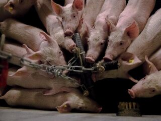 Podcast De Dag: Zo liet de overheid met listen en trucs een stikstofdrama ontstaan