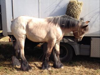 Voorzitter trekpaardvereniging aan de kant gezet