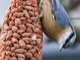 Voor de vijftiende keer vogels tellen, maar het gaat niet goed met ze