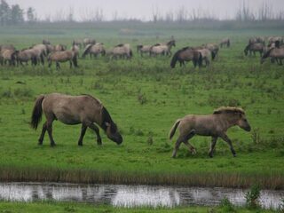 Oostvaardersplassen: van minder grote grazers naar meer vogels