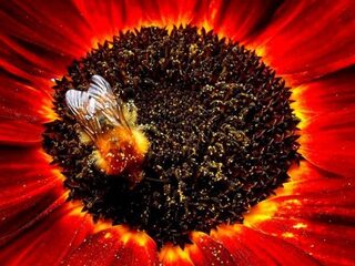 Code rood voor de Nederlandse insecten