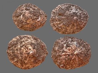 Maakte zeebanket de Neanderthalers slimmer?