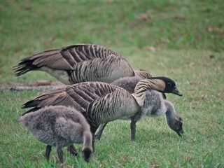 Beleid helpt niet: ganzen peuzelen boeren arm