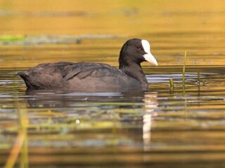 Doe mee met onderzoek naar plastic in meerkoetnesten