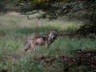 Waarom is de wolf belangrijk voor de Nederlandse natuur?