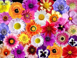 Waarom bedreigde plantensoorten maar beter groot en kleurrijk kunnen zijn