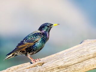 Spreeuw is meester-imitator en doet kat en hond na