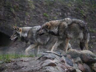 Stand.nl: Nederland is te klein voor de wolf
