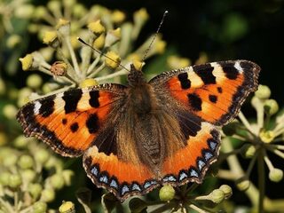 Zo herken je de vlinders in de tuin