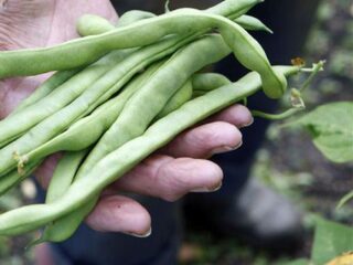 Luistertip: wat doe je met je moestuin als je op vakantie gaat?