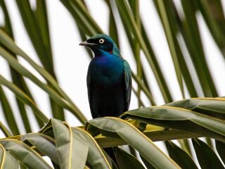Vogels in Benin en natuur in Noorwegen: Vroege Vogels gaat de wereld over