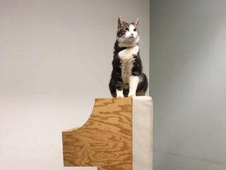 Hoe maak je van je kat een echte filmster?