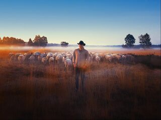 Het leven van een schaapherder is minder romantisch dan je denkt