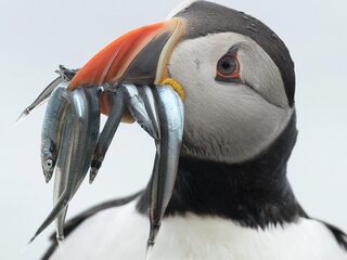 De beste natuurboeken van 2018