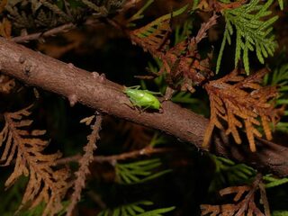 Mediterrane sprinkhaan ontdekt in Amersfoort