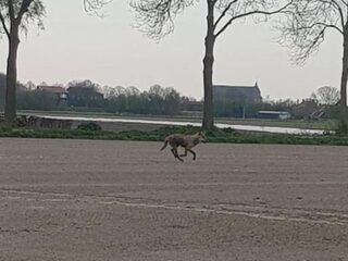 Wolf verkent voor het eerst ook Zeeland