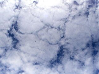 Documentairemaker Johannes Hogebrink probeerde zijn hond te laten vliegen