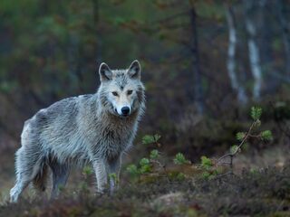 Wel of geen wolf in Nederland? 'In Brabant zijn ze onvoorbereid'