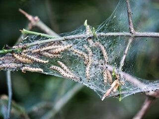 'Eikenprocessierups hou je in toom met natuurlijke vijanden'