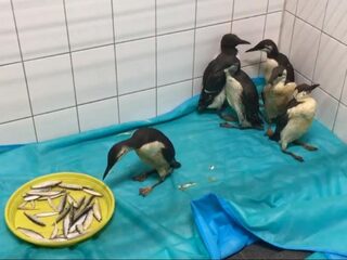 Mogelijk onderzoek naar opvallende sterfte van zeekoeten op Waddenzee