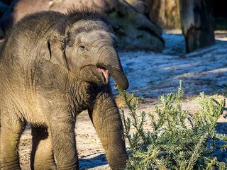 Feit of fictie: dieren uit de dierentuin kun je niet verkopen