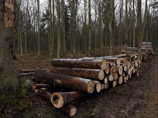 Kappen van bosranden loont