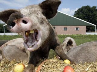 Brandende varkens en een puppy doodschoppen op Het Plein