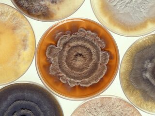 Dragen we straks kleding van schimmels?