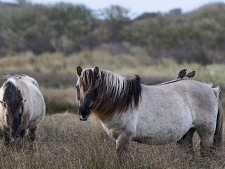 'Paardenvlees konikpaarden uit de Oostvaardersplassen is een gewild stukje vlees'