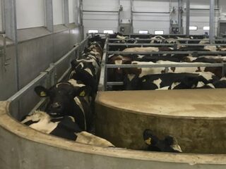 Diervriendelijk slachten! Kan dat?