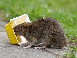 Rat op handen gedragen in China, symbolisch dan