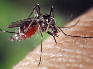 Steeds meer exotische muggen in Nederland