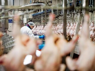 'Misstanden bij grootste Britse leverancier van kippenvlees'