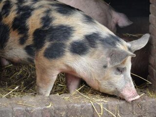 Dieren tijdens transport blootgesteld aan mishandeling en extreme hitte