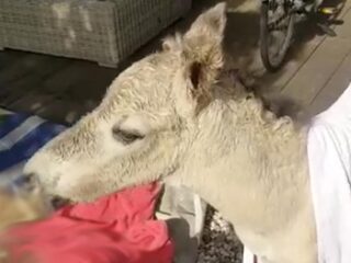 Grote grazers gestolen uit Oostvaardersplassengebied