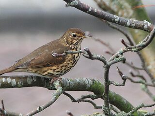 Laat je verrassen door deze winterse vogelgeluiden