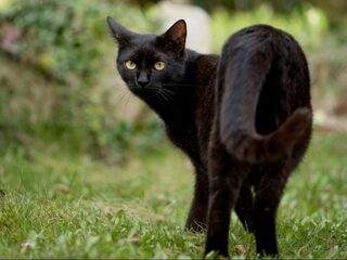 Volgens deze filosoof mag de huiskat wél naar buiten