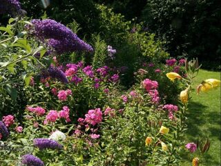Met deze planten maak je van je tuin een paradijs voor insecten