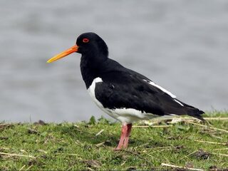 Dit is waarom je zoveel scholeksters ziet in de stad