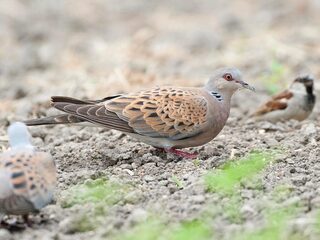 Voed de zomertortel!