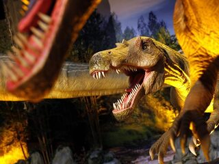 'Van al dat gestamp krijgt de T-Rex zere poten'