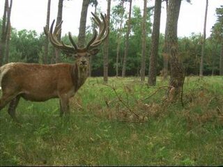 Wilde dieren spotten op de Hoge Veluwe kan nu ook vanuit de luie stoel