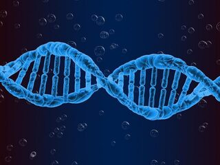 Zonder dit gen blijf je dunner