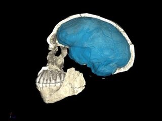 Wens voor 2018: het DNA van een Australopithecus, graag