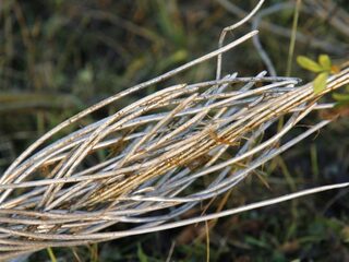 Wat als ons internet het niet meer doet?