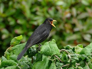Herken jij deze dierengeluiden?