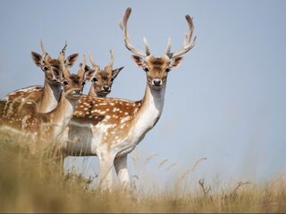 Is plastic ook gevaarlijk voor Nederlandse herten?